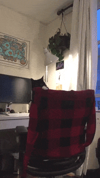 Tuxedo Cat GIF by Chris