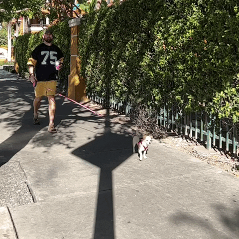 patmuldowney  GIF