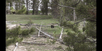 Bear Trees GIF by DIIMSA Stock