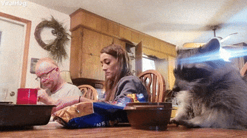 Raccoon Eats Crunchy Snacks at Family Dinner