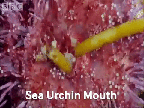 kerryanderson giphygifmaker urchin sea urchin aristotles lantern GIF