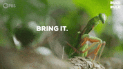Try Me Bring It GIF by PBS
