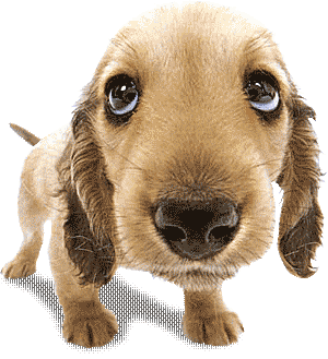 dogs STICKER