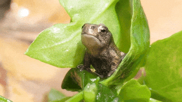 Really? Frog