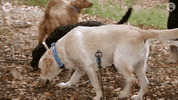 Mc14 GIF by MasterChefAU
