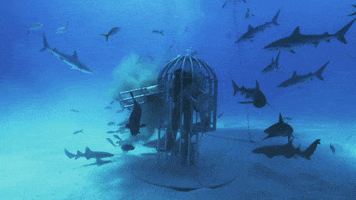 Discovery Shaq GIF by Shark Week