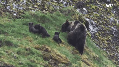 bears naturaleza GIF