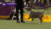 Dogs GIF by Westminster Kennel Club