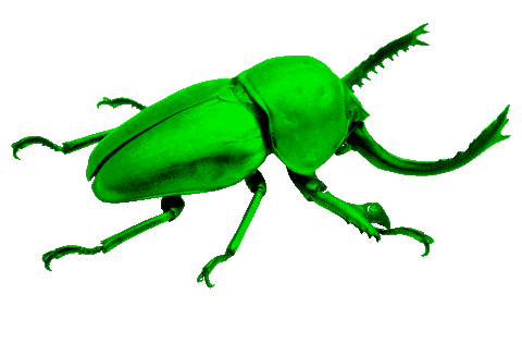insect beetle Sticker by Kampnagel - Internationales Zentrum für schönere Künste