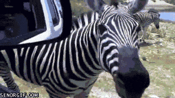 zebra GIF by Cheezburger