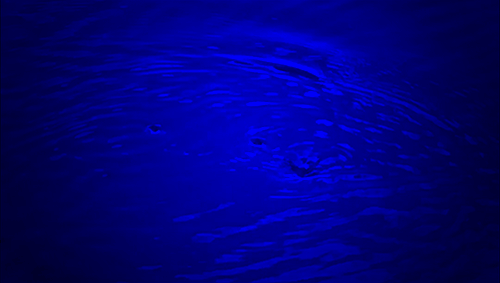 alligator rising GIF by University of Florida