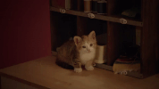 broadcity season 2 episode 1 broad city in heat GIF