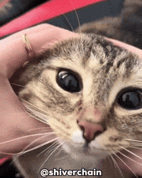 Cat Eye GIF