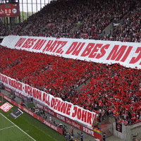 1 Fc Cologne Football GIF by 1. FC Köln
