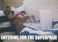 PCHOfficial game dog win winner GIF