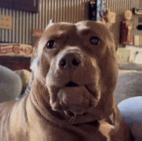 Funny Dog GIF