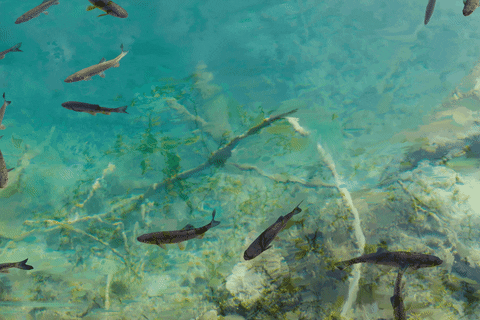 LIONSDINE giphyupload animals water fish GIF