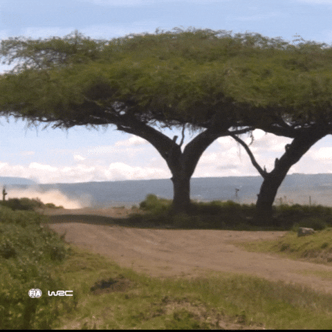 Ford Wings GIF by FIA World Rally Championship