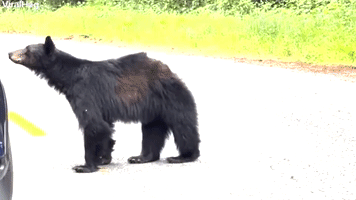 Curious Bears Check Out Car