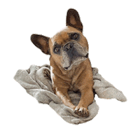 Dog Jackson Sticker by paleomg