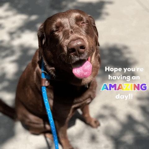 sarahdkatz day amazing hope youre having an GIF