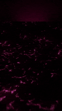 Mira Zoey GIF by Youtooz