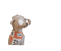 riley poodle Sticker by bobo design studio