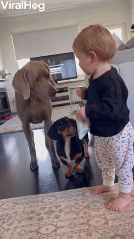 Baby Shares Snack with Weimaraner and Dachshund
