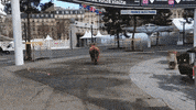 agriculture vache GIF by BFMTV