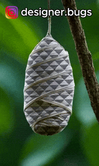 designerbugs designerbugs GIF
