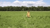 New York Fashion Week Field GIF by NYFW: The Shows