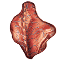 ABWomensHealth back international womens day anatomy iwd Sticker