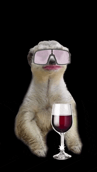 dynaplug dynaplug themeerkat GIF