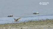 Flying Elkhorn Slough GIF by Monterey Bay Aquarium