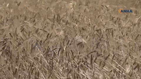 kuhawarnews giphyupload hawar news anha kurdî hawar news kurdî GIF