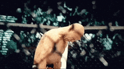 GIF by UFC