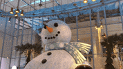 christmas snow GIF by California Academy of Sciences