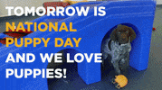 National Puppy Day GIF by Wag Hotels