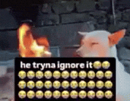 Twitter Joetrick GIF