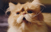 B2Y cat smile animal filming GIF