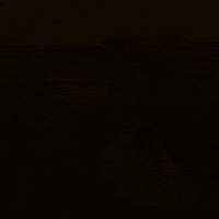 Cat Duck GIF