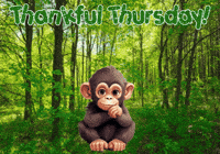 Monkey Expressions GIF