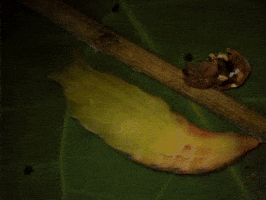Time Lapse Forest GIF by Ansel Oommen