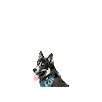 Dc Comics Batman Sticker by Geekster Pets