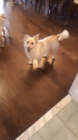 cuteanimalland giphyupload GIF