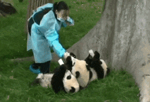 world panda GIF