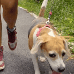 PetCloud giphyupload GIF