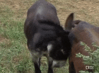Donkey Burro GIF by CRDI. Ajuntament de Girona