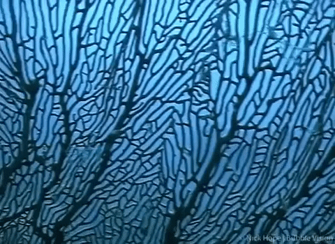 Marine Biology GIF
