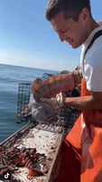 Maine Fishermen Catch 'Vicious' Wolffish